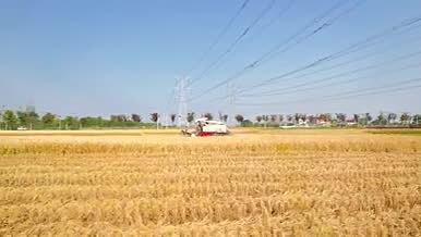 4K航拍秋收丰收农业农田水稻视频的预览图